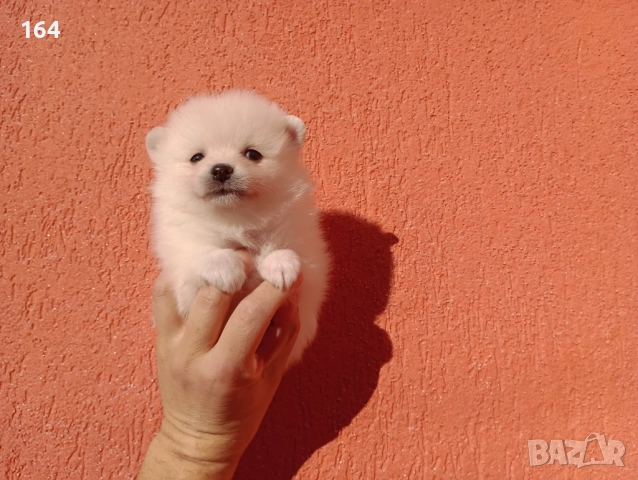 Померани. Белички. Реални снимки от 29.12.25 г., снимка 11 - Померан - 52926285