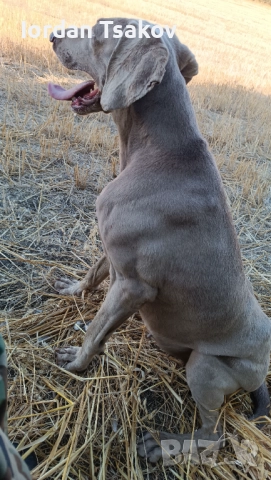 Продавам ваймарнер, снимка 3 - Ваймаранер - 52605816