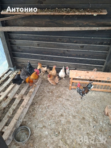 продавам джинки , снимка 10 - Кокошки и пуйки - 52171441