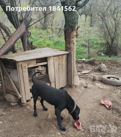 Продават се гончета , снимка 11 - Гонче - 53605190