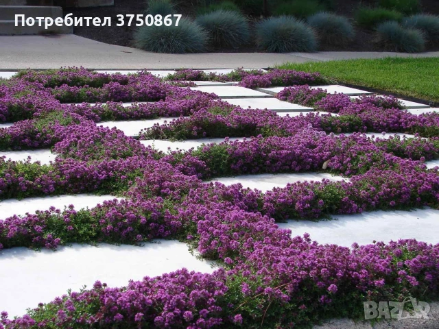 🌿💜 Thymus vulgaris ‘Purple Beauty’ / Пълзяща мащерка , снимка 6 - Градински цветя и растения - 53028970