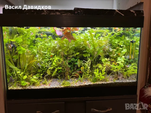 Живородни рибки , снимка 16 - Рибки - 44500989