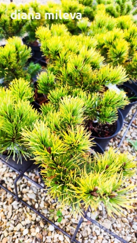 Pinus mugo Dezember gold(Клек Декемврийско злато), снимка 8 - Градински цветя и растения - 52113275