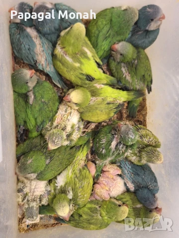 Ръчно хранени папагали Монах и Амазони , снимка 3 - Папагали - 50716877