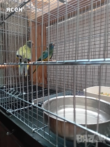 Продавам Neophema splendida , снимка 2 - Папагали - 53055534