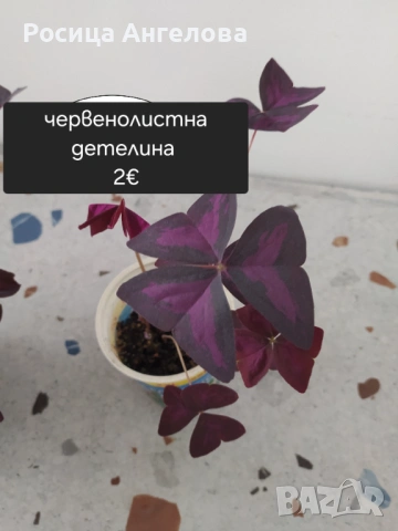 Цветя , снимка 4 - Стайни растения - 53239789