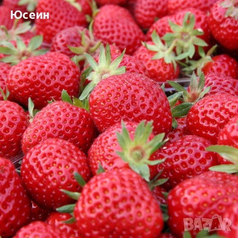 Ягоди сорт Зенга-Зенгана