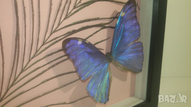 Пеперуда Morpho Adonis от Южна Америка, снимка 11 - Други - 53371940