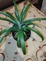 Ананас - красиво екзотично растение , снимка 2