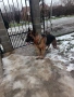 Продавам немска овчарка , снимка 10