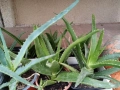 Алое арборесценс и алое ферокс , снимка 2