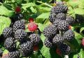 Черна малина Mac Black, снимка 1 - Разсади - 32403628