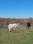 Ялови крави за курбан, снимка 1 - Крави - 44891007