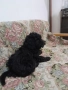 Продавам мини пудели , снимка 1