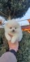 Померан померанче, снимка 8