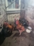 Продавам или разменям за ярки млади домашни петлета, снимка 15