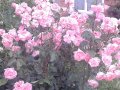Градински рози-3 цвята, снимка 1 - Градински цветя и растения - 39788055