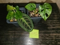 комплект Маранта + Монстера Адансониай / Maranta + Monstera Adansonii, снимка 1