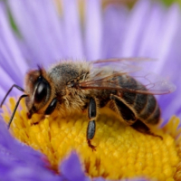 Пчелни отводки рутови, снимка 1 - Други - 44919247