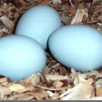 Яйца от Легбар, снимка 3 - други­ - 44015642