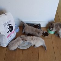 Премиум храна за кучета и котки!, снимка 12 - Други - 33811598