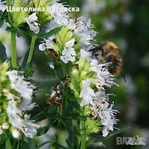 Предлага разсад бял хизоп hyssopus officinalis Albus, снимка 1