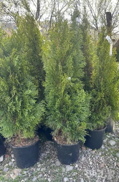 Продавам Туя смарагд Tuq smaragd, снимка 1