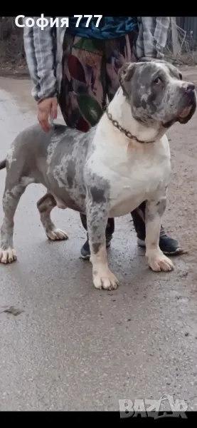 американско були мъжко само за разплод по всяко време София, снимка 1