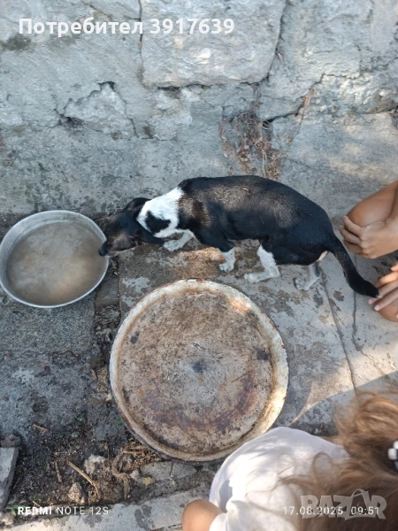 Чистокръвни мини пинчери търсят своя нов дом!, снимка 1