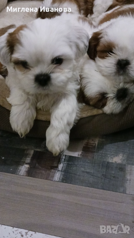 Ши тцу, снимка 1