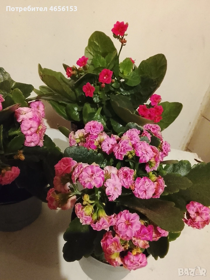 КАЛАНХОЕ , снимка 1