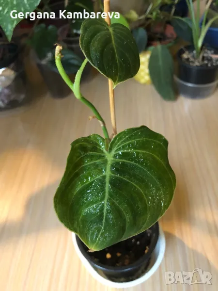 Philodendron Melanochrysum , снимка 1