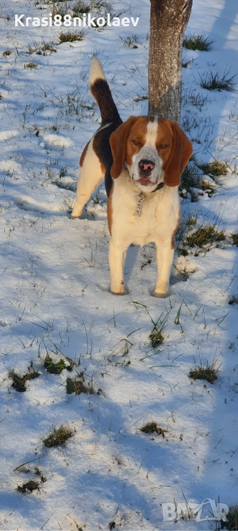 Мъжки Бигъл за разплод , снимка 1