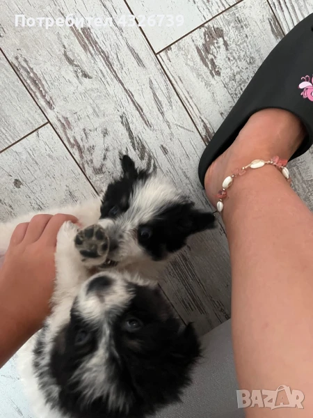 Продавам бебета кученца , снимка 1