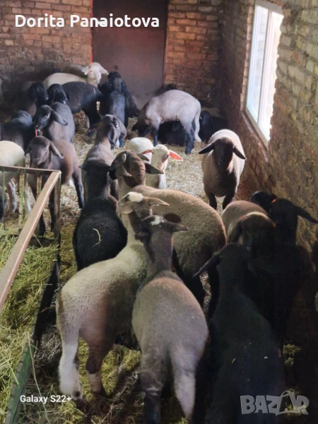 Продавам агнета за клане и дамазлък, снимка 1