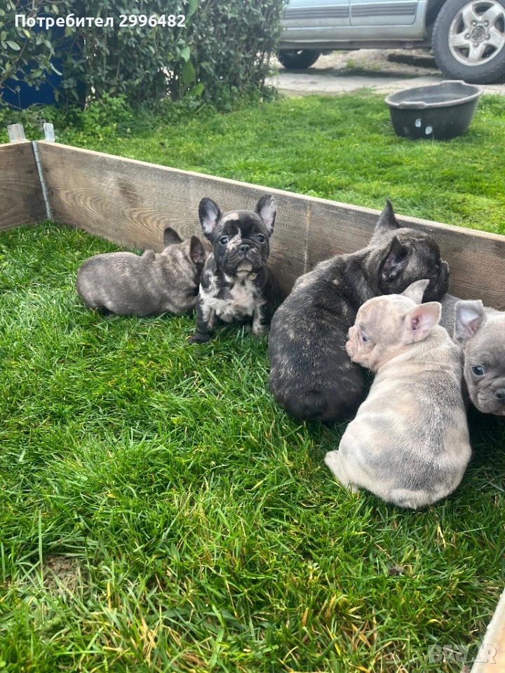 Френски булдог , снимка 1
