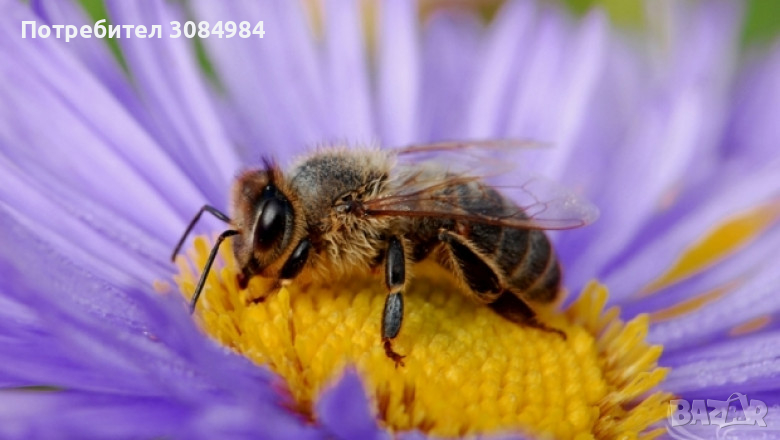 Пчелни отводки рутови, снимка 1