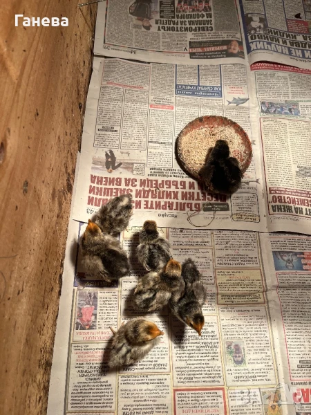 Продавам пилета от декоративни кокошки, снимка 1