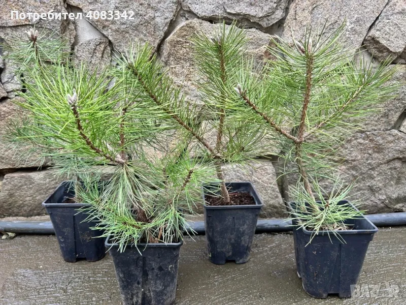 Черен Бор, снимка 1