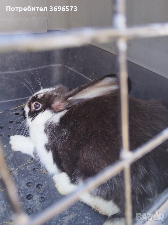 Продавам зайци за клане, снимка 1