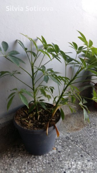 ЦВЕТЯ, снимка 1