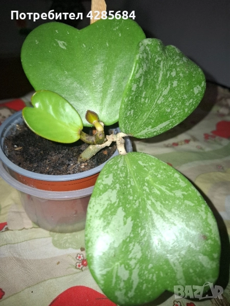 хоя кери сплаш, снимка 1