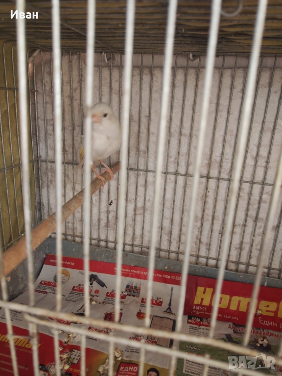 Мъжки канар , снимка 1