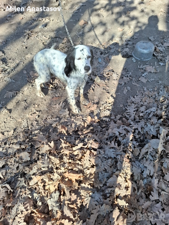 Продавам английски сетер , снимка 1