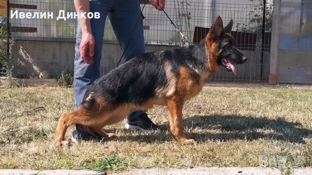 Немска овчарка: Продавам кучета на ХИТ цени - Обяви онлайн на най-добри цени  — Bazar.bg