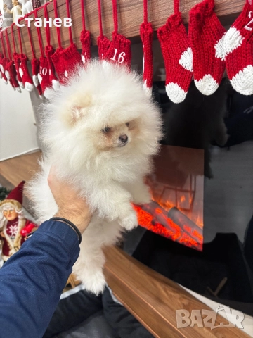 Померан момче бяло, снимка 2 - Померан - 52575069