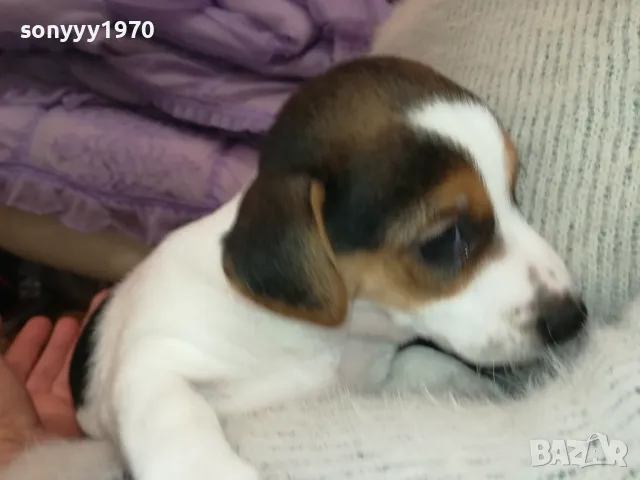 ДЖАК РЪСЕЛ БЕБЕТА-ПРОДАВАМЕ-РОДЕНИ 19/12/24г 2801250614, снимка 2 - Джак ръсел териер - 48857182