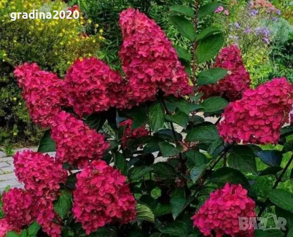3 вида Хортензия paniculata - червена бяла и розова, снимка 2 - Разсади - 36989698