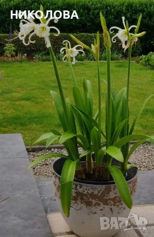 ХИМЕНОКАЛИС, снимка 3 - Градински цветя и растения - 50826967