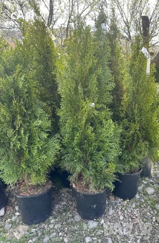 Продавам Туя смарагд Tuq smaragd, снимка 1